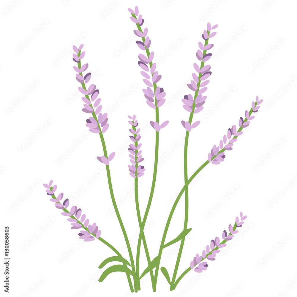 Naklejka premium Lavender flowers on a white background