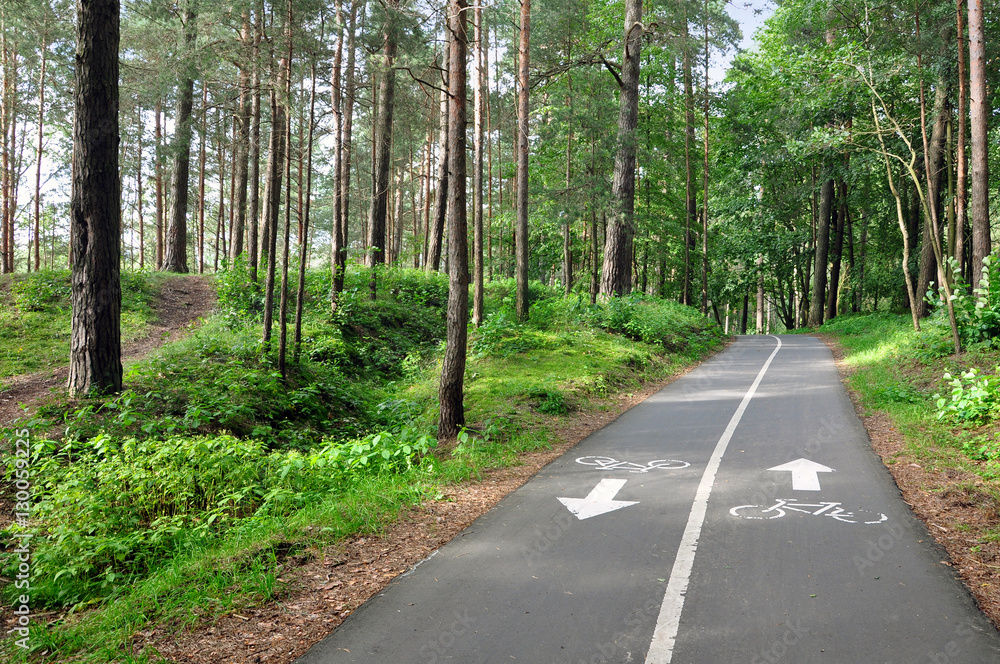 Two-way asphalt bike path in the summer pine forest in perspective.