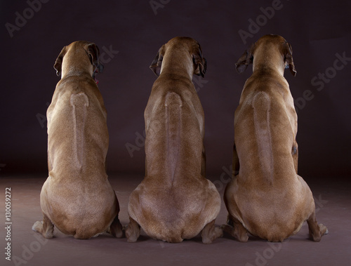 3 friends Rhodesian Ridgeback