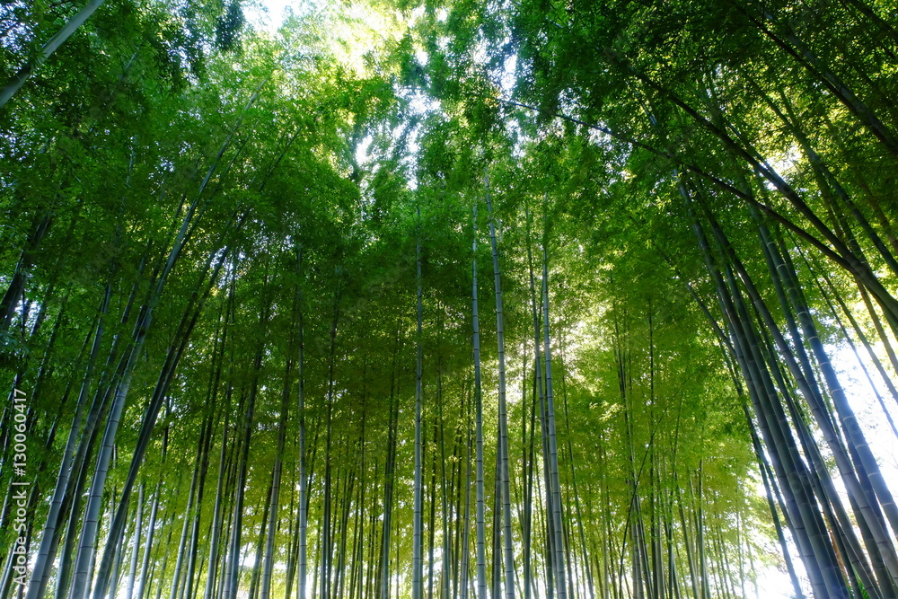 Bamboo forest Bamboo forest