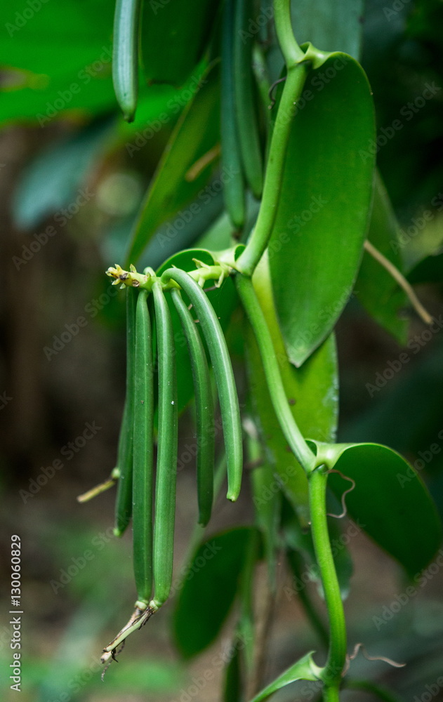 Naklejka premium Vanilla pods on a tree. Madagascar. An excellent illustration.