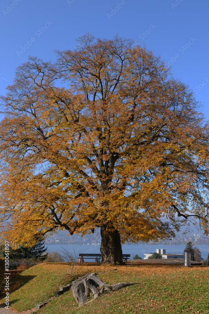 Herbstpracht: eine Linde mit goldgelben Herbstblätern bei der EPI in Zürich