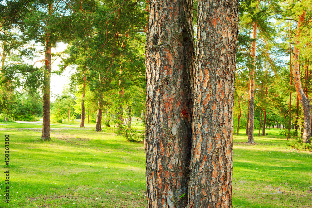 Fototapeta premium summer in pine forest