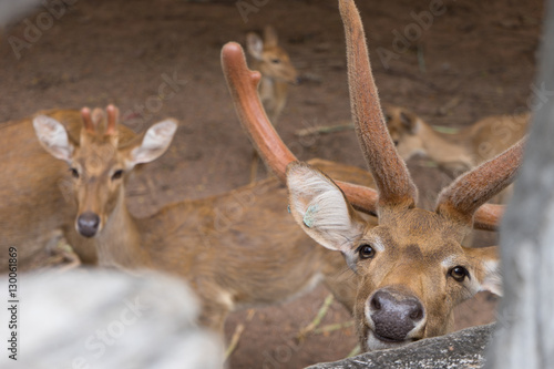 Deer is staring on photographer