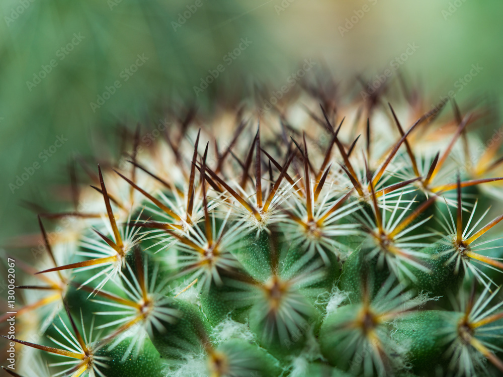 Blur of Little Thorns Cactus Blur of Little Thorns Cactus