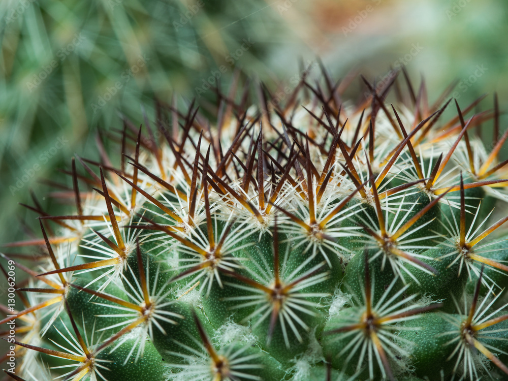 Thorns of Little Cactus Thorns of Little Cactus