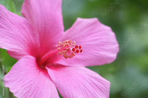 pollen of pink hibiscus ; Hibiscus boryanus DC or Hibiscus festalis Salisb or Hibiscus storckii Seem (selectived focus)
