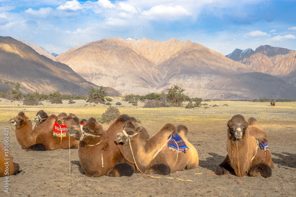 Fototapeta premium Bactrian Camels for tourist riding in Nubra valley, Ladakh.
