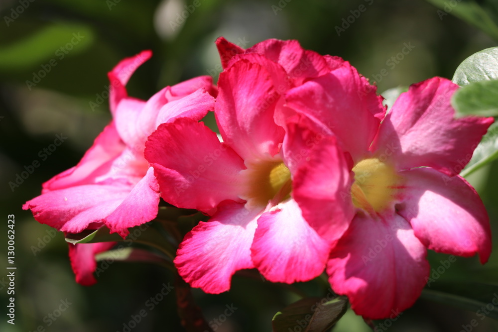 Desert rose bright flowers on the tree Desert rose bright flowers on the tree