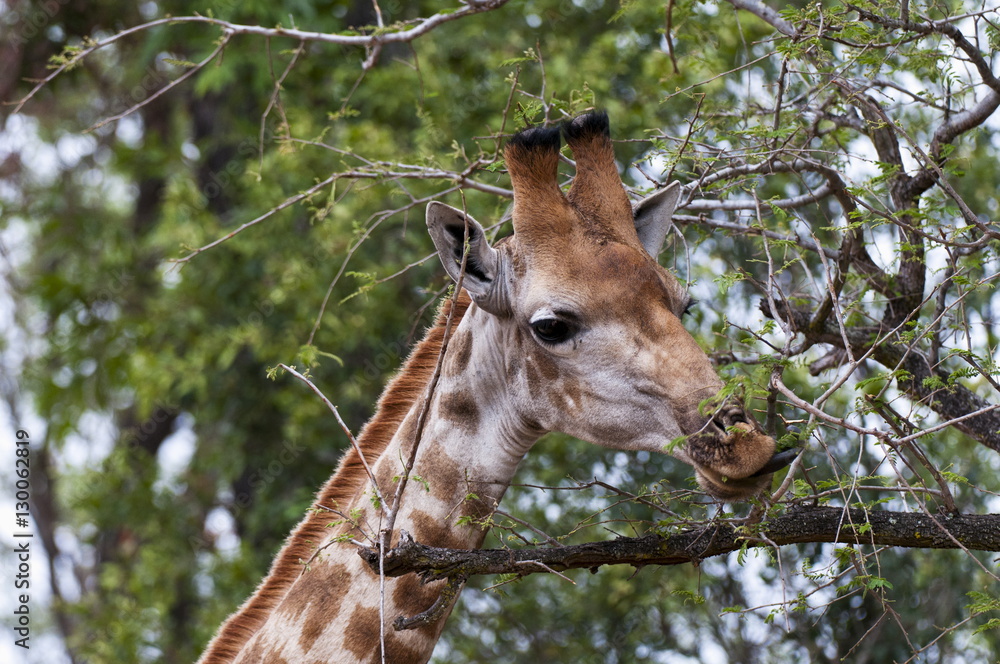 Giraffe (Giraffa camelopardalis), Kapama Game Reserve Giraffe (Giraffa camelopardalis), Kapama Game Reserve