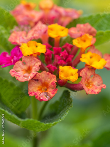 rain Drops on Pink Hedge Flower