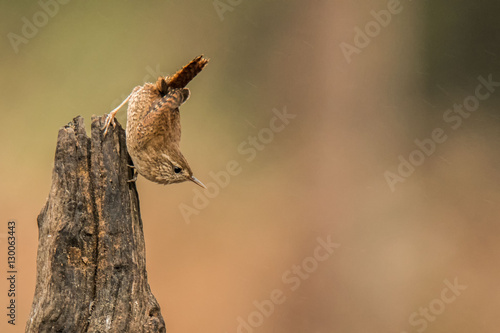 Zaunkönig (Troglodytes troglodytes)