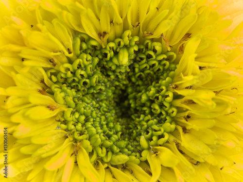 Pollen of Yellow Calendula Flower