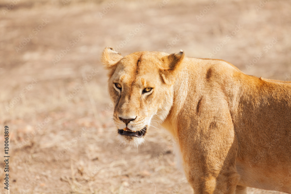 Fototapeta premium Portrait of young beautiful African lioness