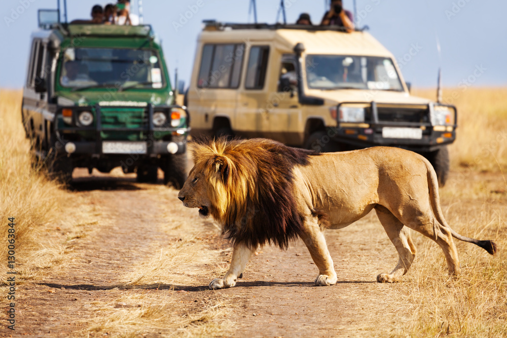 Naklejka premium Duży lew przechodzący przez ulicę na afrykańskiej sawannie