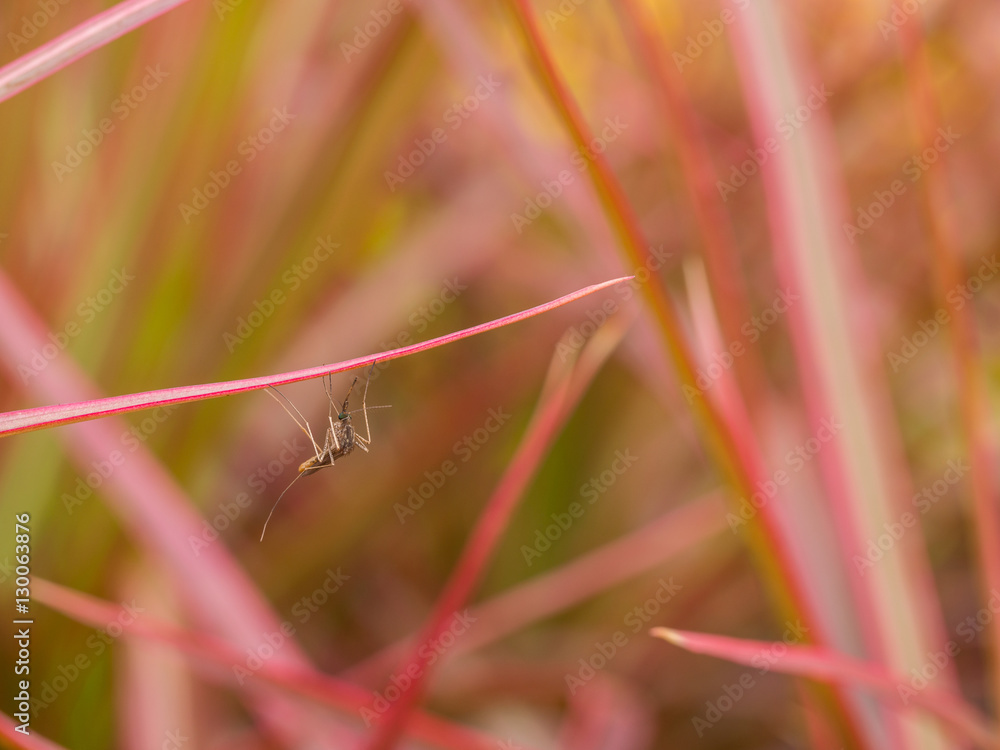 Mosquito Perched on Red Leaf Mosquito Perched on Red Leaf