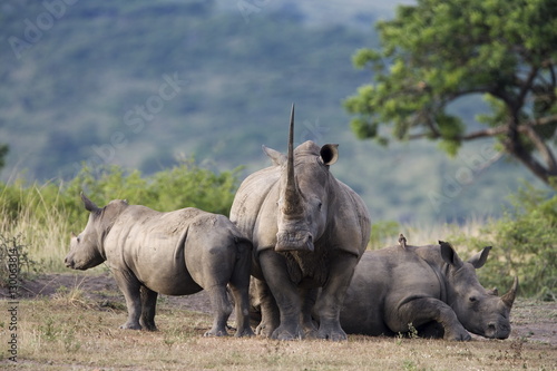 White rhinoceros (Ceratotherium simum), Hluhluwe Umfolozi Park, Kwazulu Natal photo