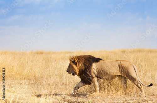 Fototapeta Naklejka Na Ścianę i Meble -  Portrait of lion walking and hunting in grass
