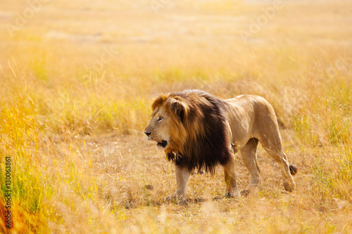 Beautiful African lion in the nature habitat 