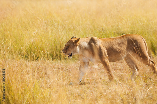 Portrait of lioness hunting in the nature habitat