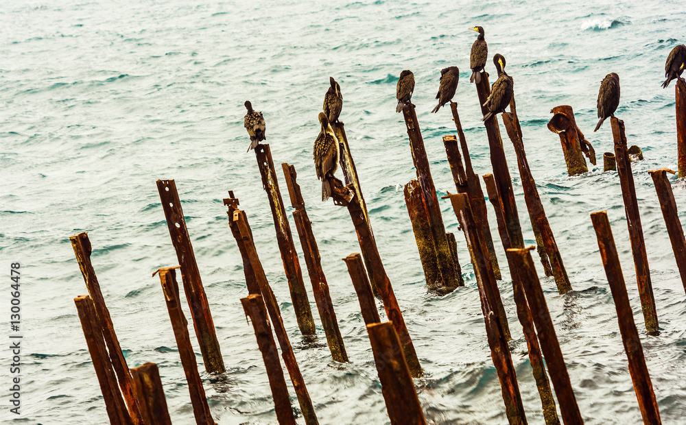cormorants sits on the ruined pier