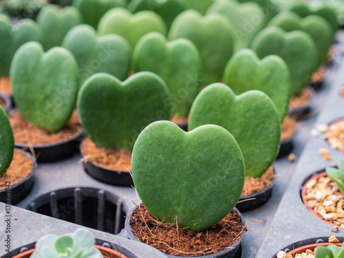 Heart Leaf Hoya in a Row