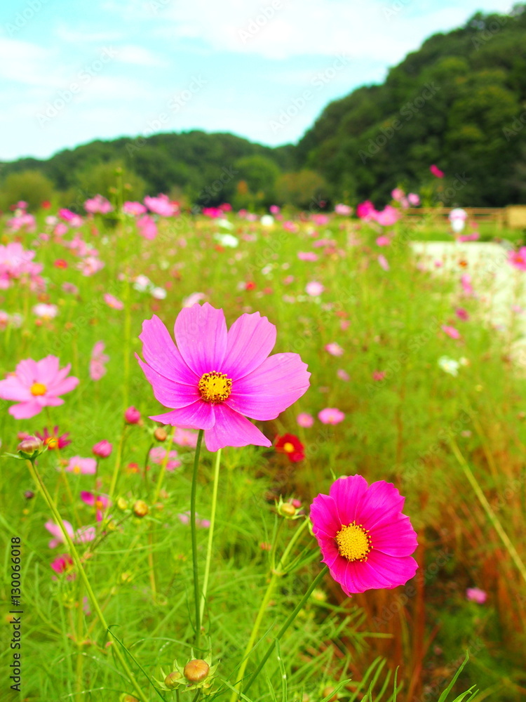 Obraz premium コスモス咲く風景