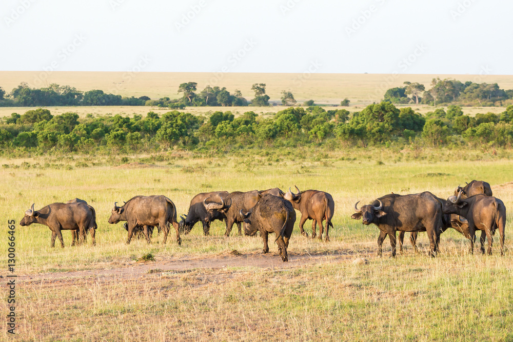 African buffalo on the savannah landscape African buffalo on the savannah landscape