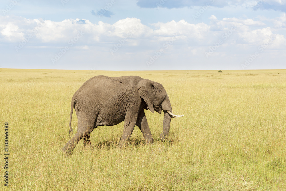 Elephant walking in Masai Mara savanna