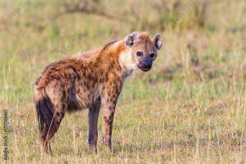 Hyens standing on the savannah