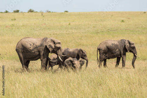 Elephants who throw mud at a waterhole