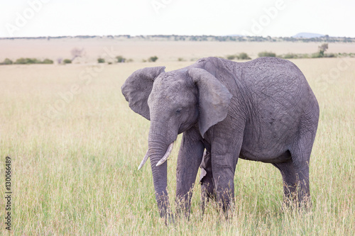 Elephant calf suckling on the savannah