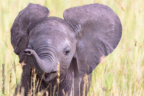 Photography Portrait of an elephant calf in the grass