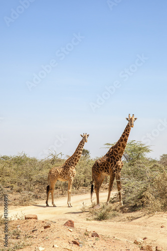 Two giraffes at a dirt road in the African savannah