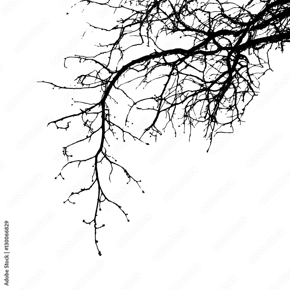 Obraz premium Realistic tree branches silhouette (Vector illustration).Eps10