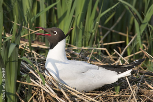 Blackheaded gull, Larus ridibundus, on nest, Leighton Moss R.S.P.B. Reserve
