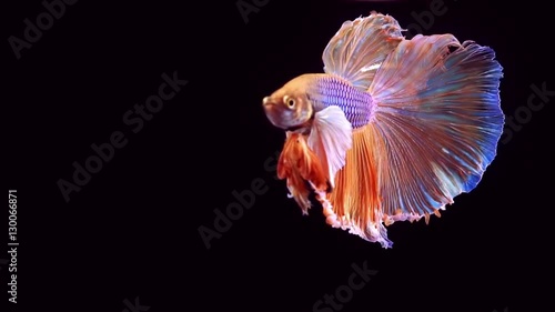 Colourful Thai Fighting Fish or better known as Siamese fighting fish Betta Splendens