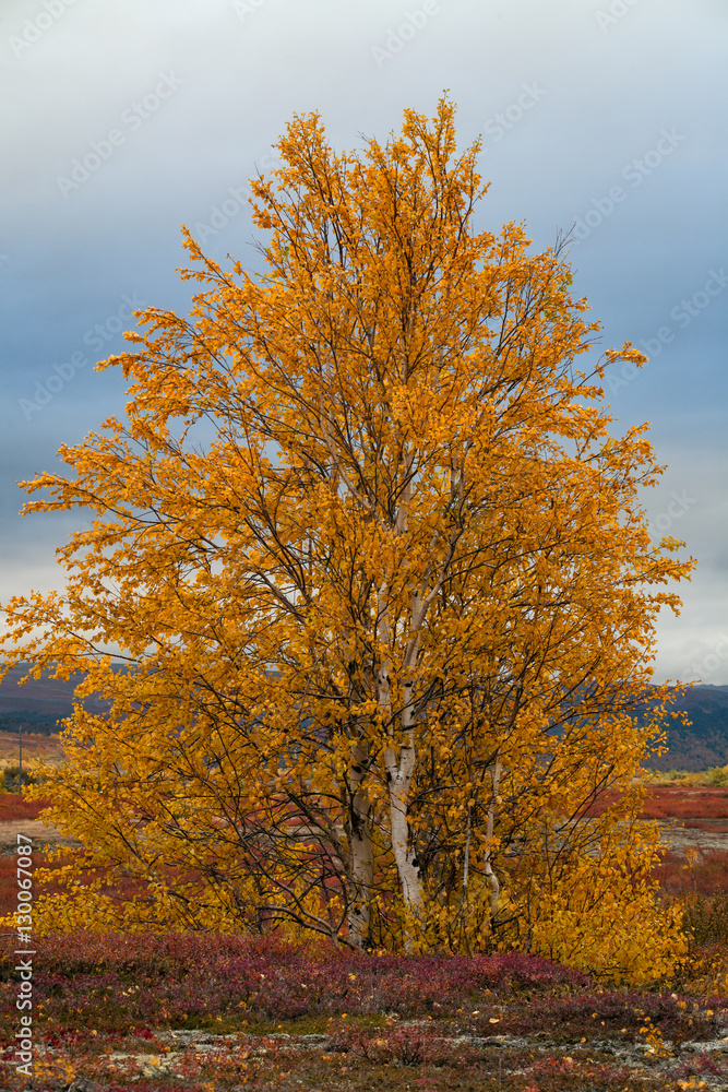 Yellowed birch on a background of cloudy sky. Polar Urals. Russia.