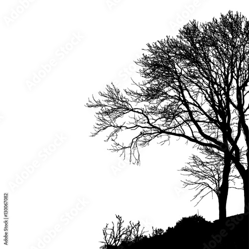 Tree without Leaves Vector Illustration  EPS 10.