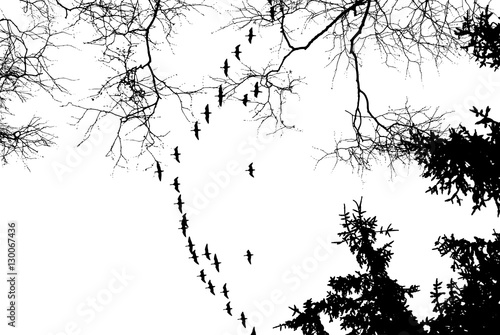 Birds cranes storks flying in a V shape formation. Isolated on white bright sky and against the background of trees.Vector Eps10