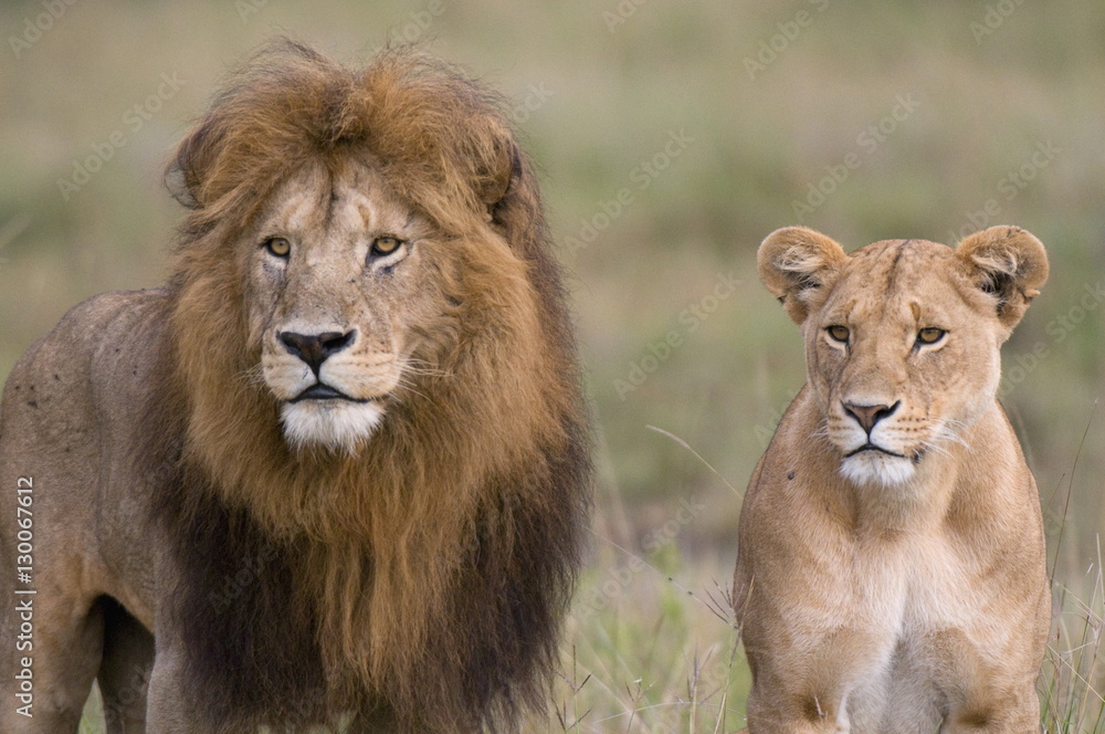 Lion pair (Panthera leo), Masai Mara National Reserve, Kenya Lion pair (Panthera leo), Masai Mara National Reserve, Kenya