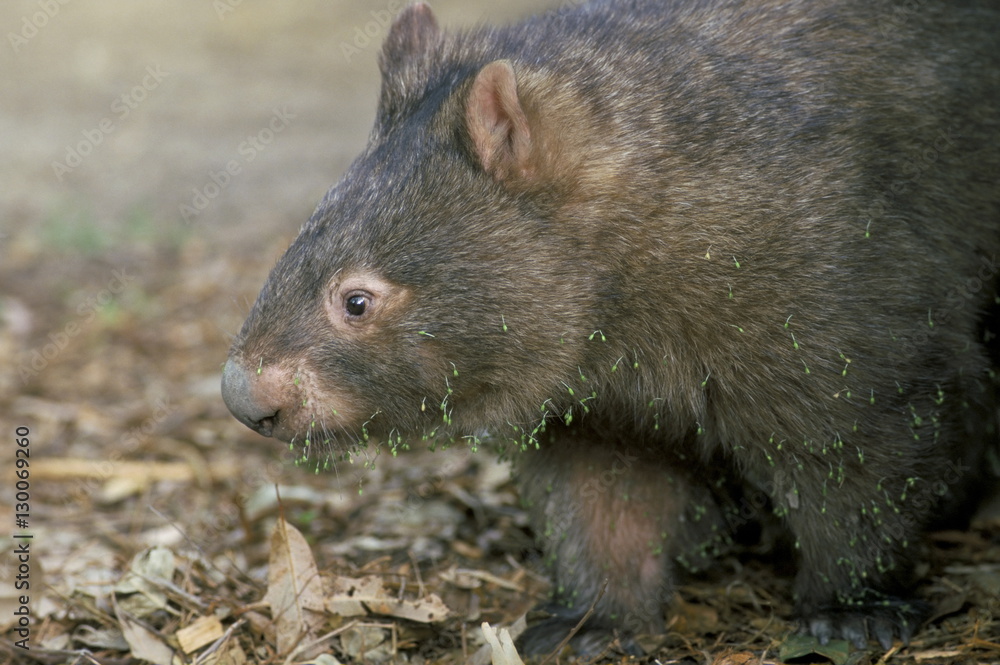 Captive common wombat (Vombatus ursinus), David Fleays Santuary, Queensland Captive common wombat (Vombatus ursinus), David Fleays Santuary, Queensland