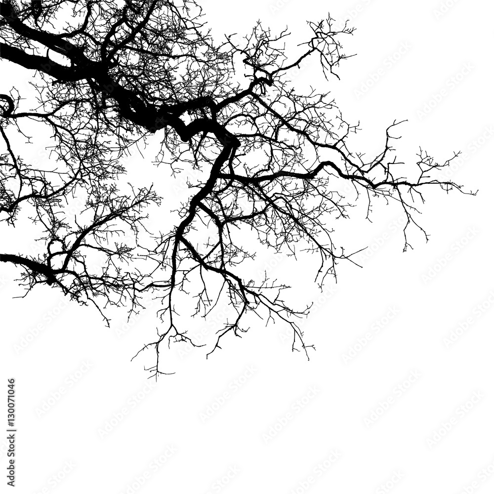 Obraz premium Realistic tree branches silhouette (Vector illustration).Eps10