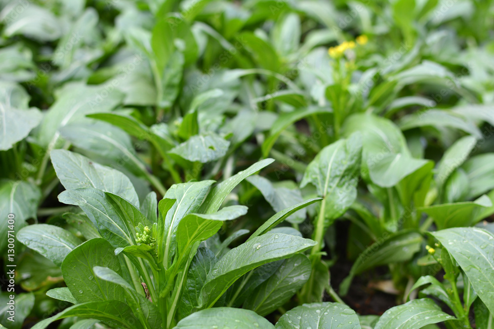 Fresh lettuce cantonese in farm Fresh lettuce cantonese in farm