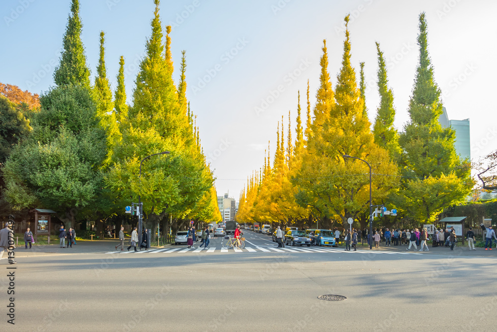 The traffic on the road under ginkgo trees at Icho Namiki Avenue, Meiji