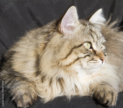 brown tabby cat of siberian breed in the garden, black backgroun