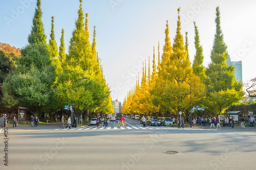 The traffic on the road under ginkgo trees at Icho Namiki Avenue, Meiji Jingu Gaien Park, Tokyo, Japan. photo