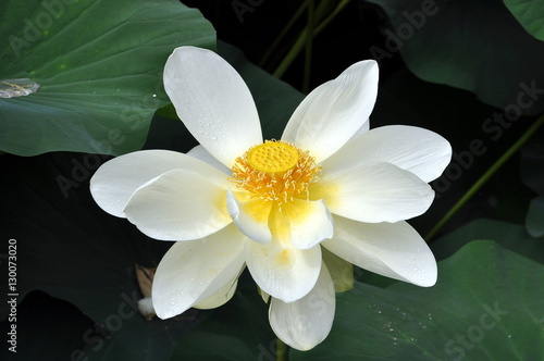 Blütenknospe von Victoria cruziana (Riesenseerose, Nympheaceae) photo