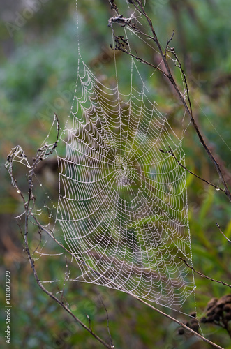 Spider's web 