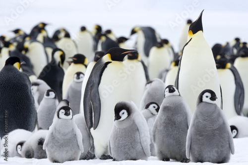 Emperor penguins (Aptenodytes forsteri) and chicks, Snow Hill Island, Weddell Sea, Antarctica